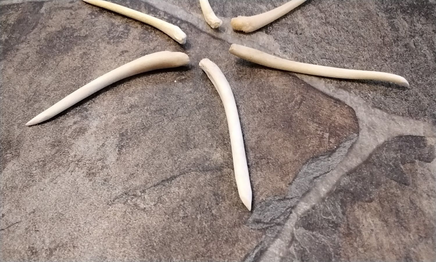Coon Dick Toothpick For 1 Sraight One. From USA Lot# STP