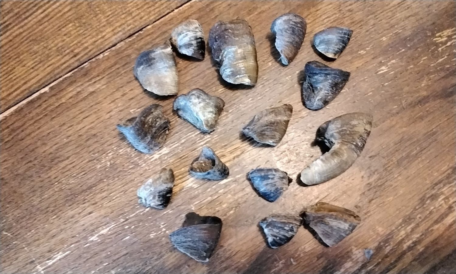 Beefalo Dew Claws For 6 1/2 Buffalo and 1/2 Beef Dew Claws From Mn. USA