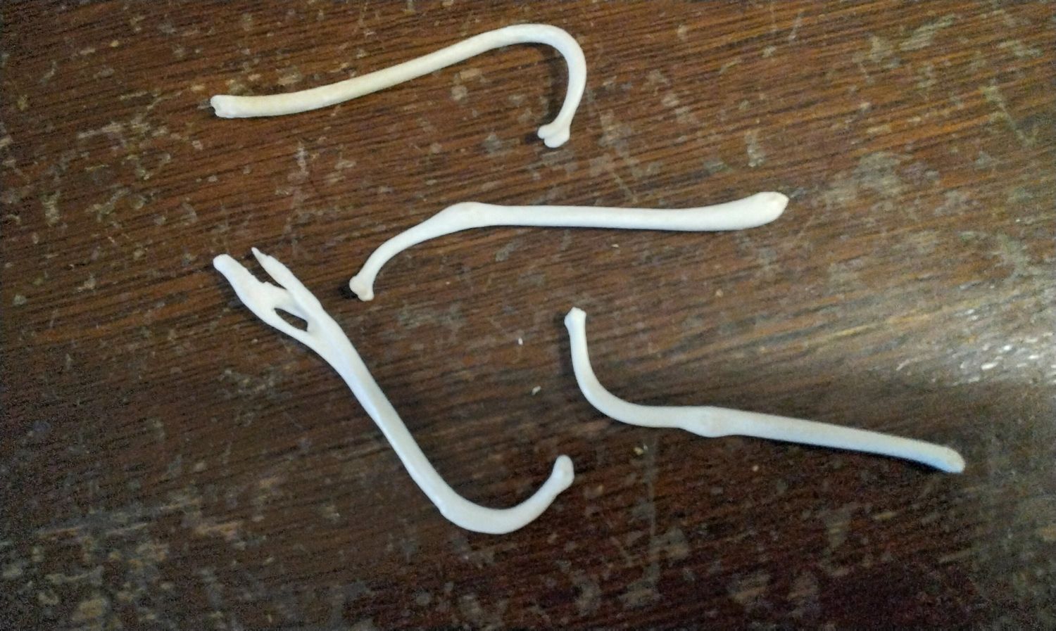 Coon Dick For 1  B&amp;H From USA