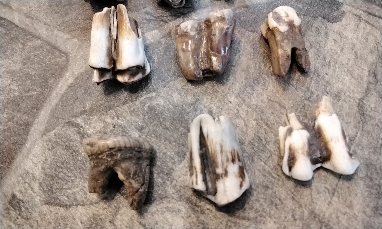 Bison Buffalo Fossil Bison Tooth For 1 Prehistoric Over 10,000 Years Old Lot#M 1 1/8&quot; - 1 1/2&quot; Long by 1/8&quot; - 3/8&quot; wide