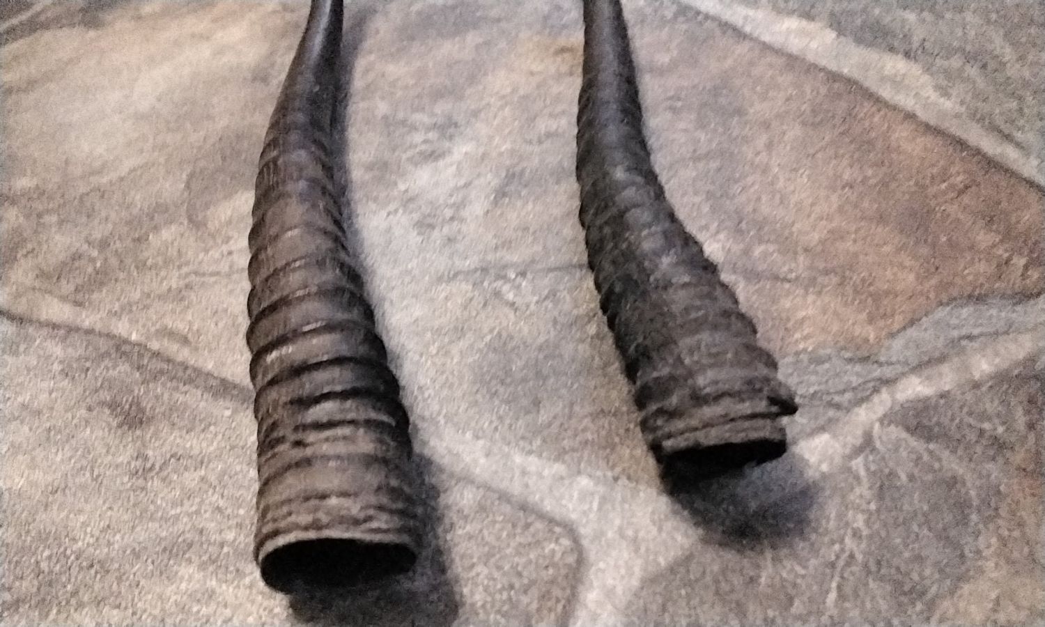 Springbok Horn Set Lot # 8 1/4&quot; - 9&quot;