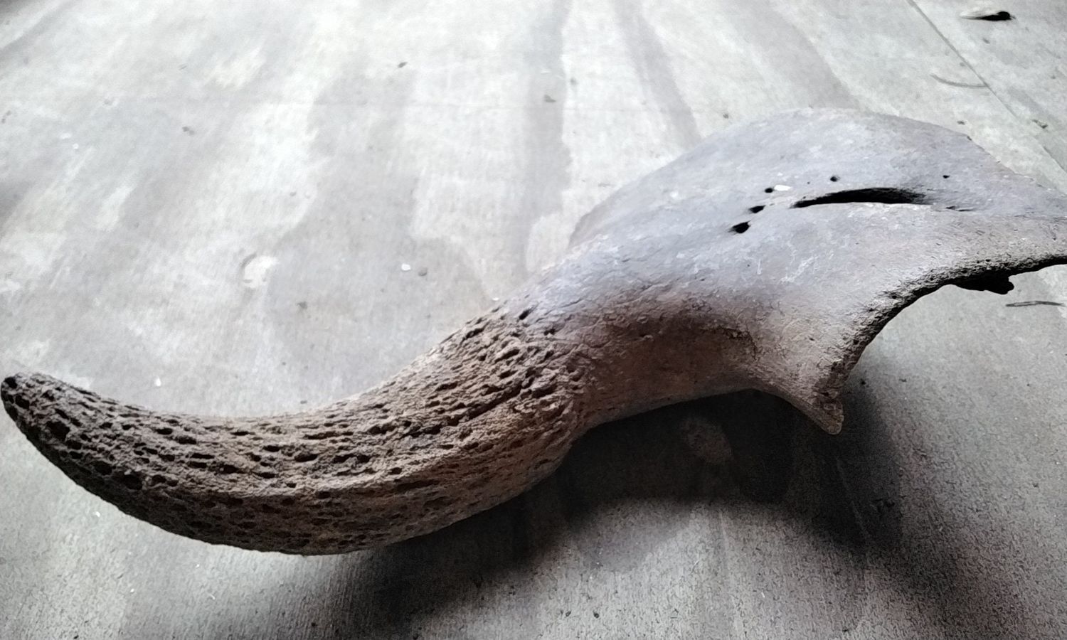 Fossil Bison Buffalo Horn With Skull Piece Lot# Jumbo Female