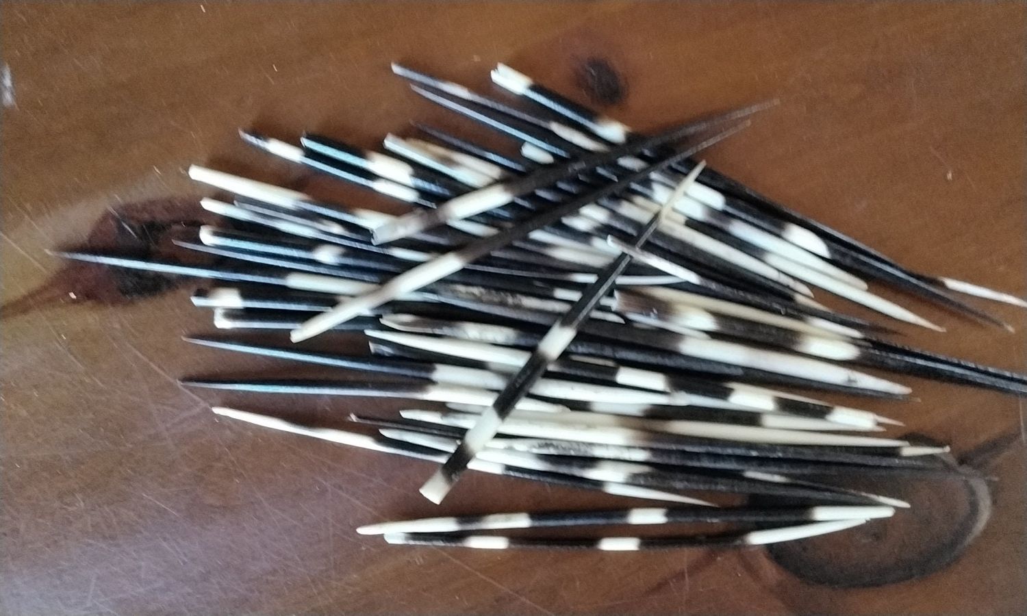 Porupine Quills For 3 African Porcupine Quills That are  about 5&quot; - 6&quot; long