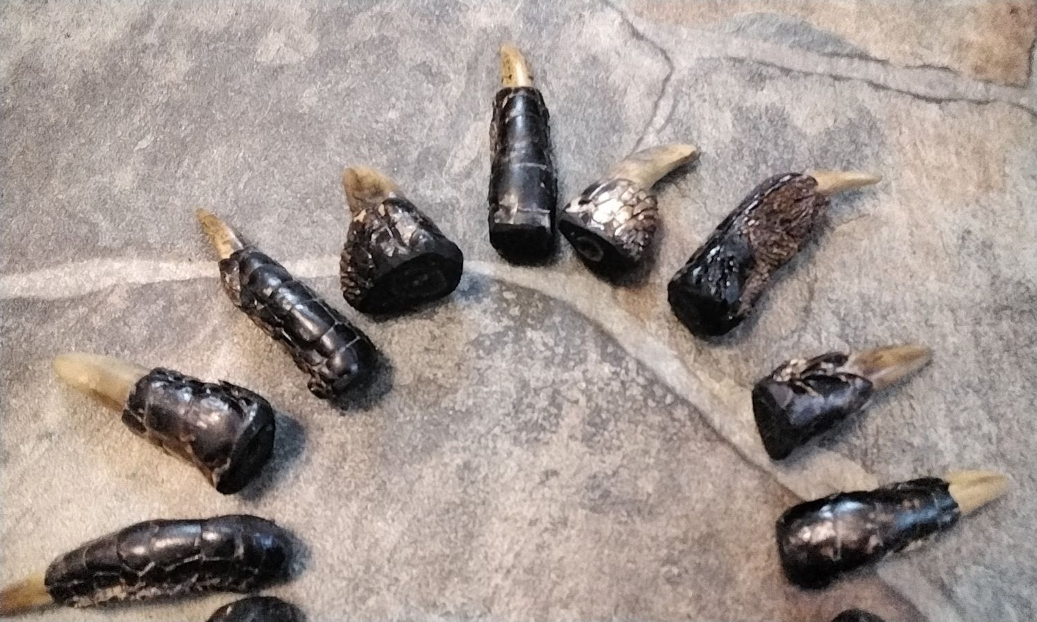 Alligator Toe For 1 Lot #Jumbo From USA