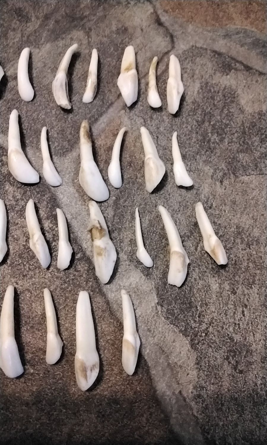 Elk Tooth for 5 Front Teeth From Co. Mt. USA