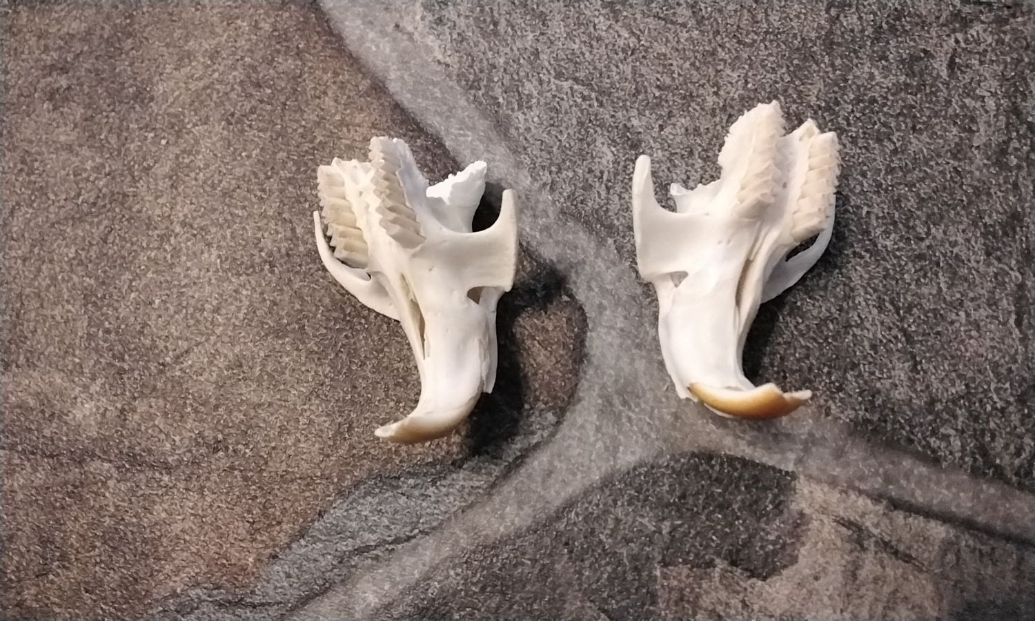 Muskrat skull nose  pieces for 2 pieces