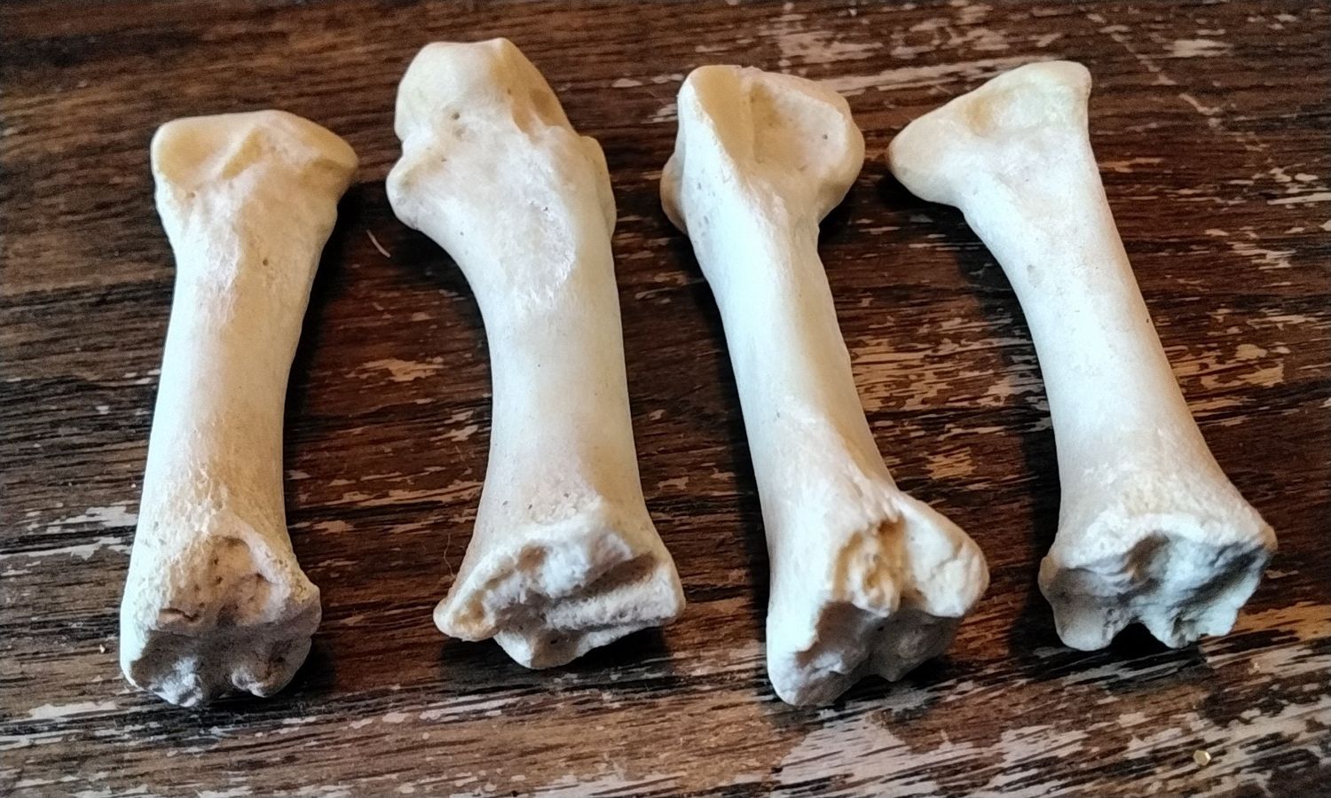 Alligator Foot Bone For 2 From Fla. USA