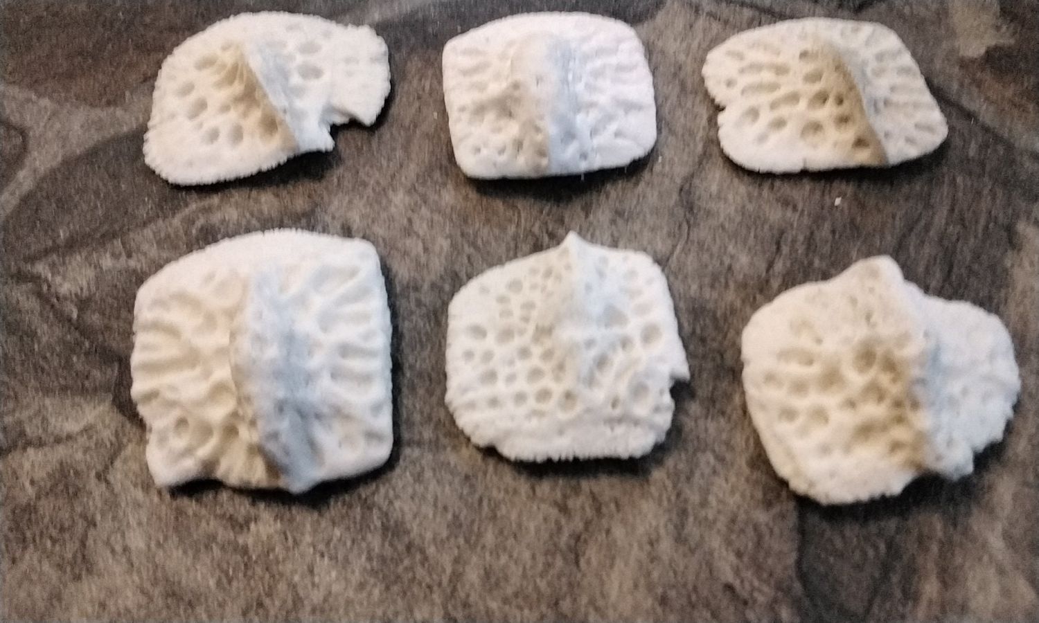 Alligator Back Hide Bone Scutes Osteoderms Bone Plates For 3 Lot# 2 Large 1  1/2&quot; - 2&quot; Size
