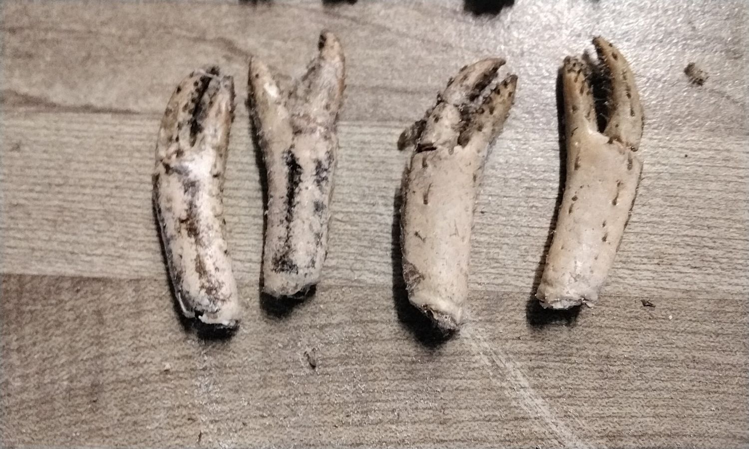 Lobster Claw/Feet Maine Lobster For 4 Small Lot#4  From USA