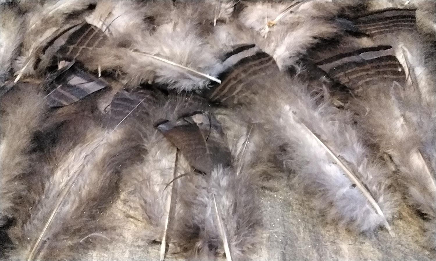 Wild Turkey Body Feather Fluffs For 40 Bronze Turkey Feather Fluffs  From Mn. USA 4&quot; - 6&quot; Long