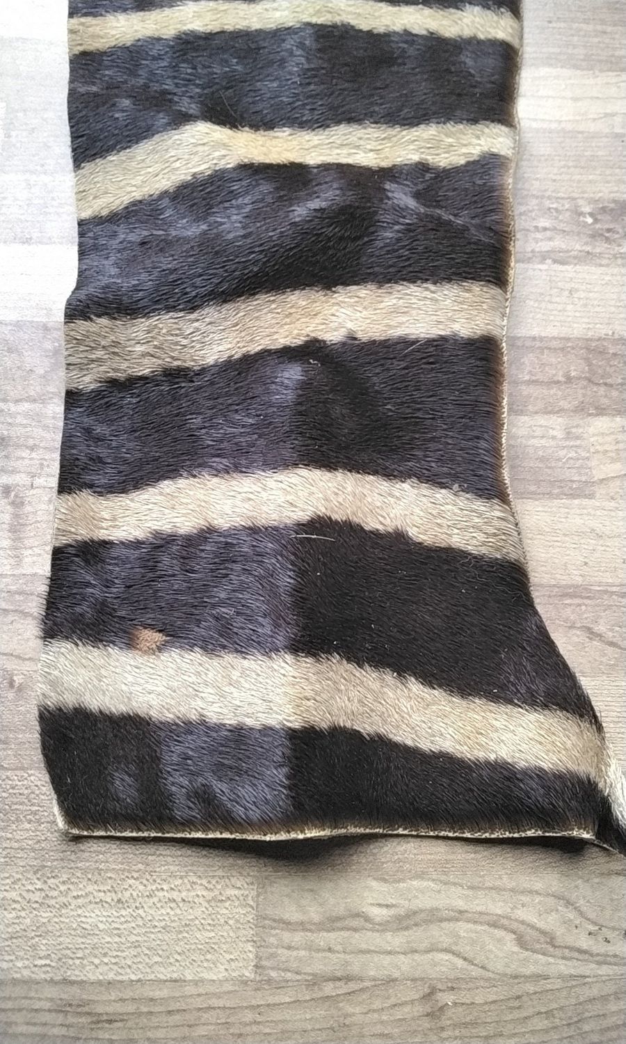 Zebra Natural Hide Piece  Died Of Natural Causes Was Farm Raised In MO. USA Lot 10&quot; - 11&quot;  x 4&quot; - 5&quot;