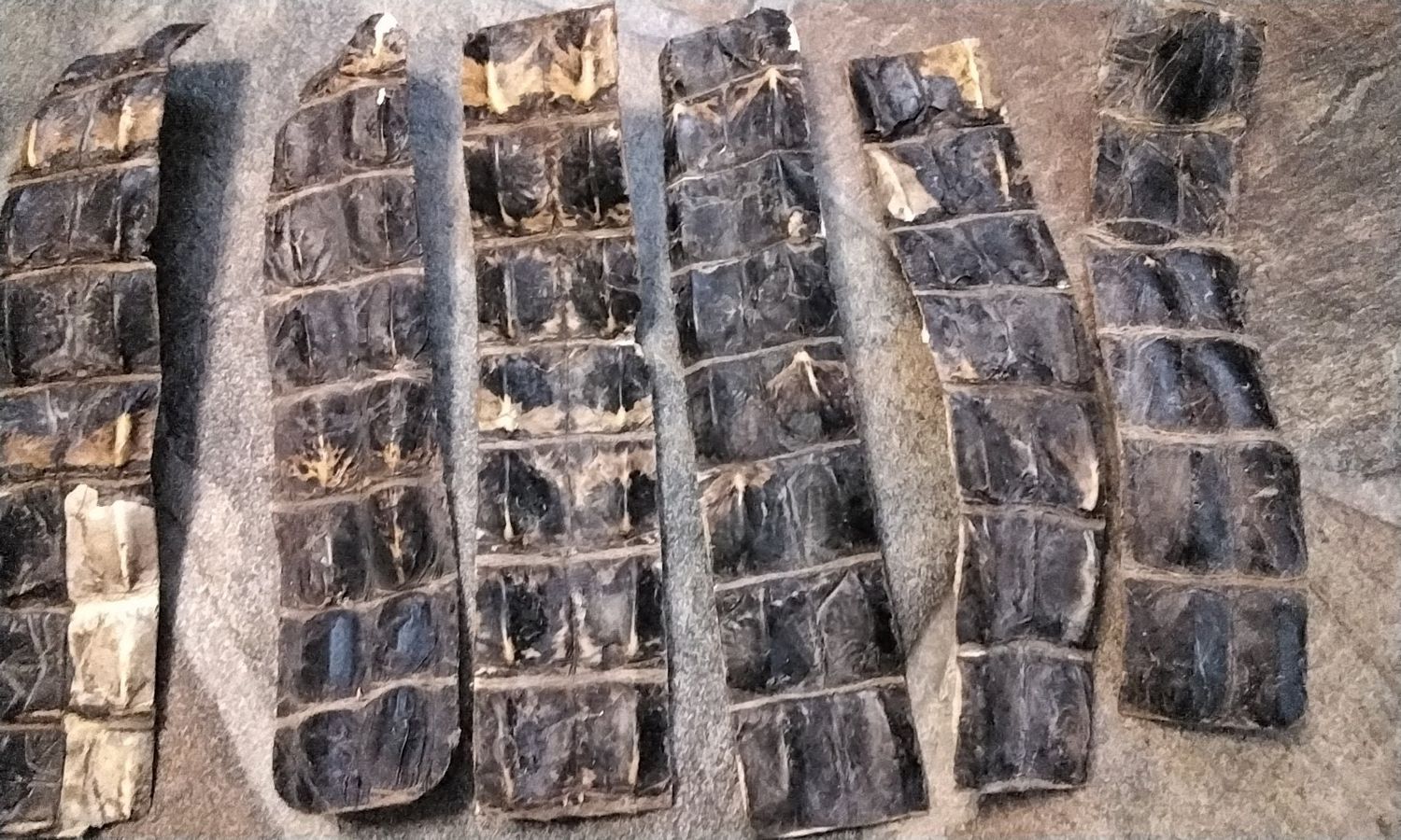 Alligator Hornback Back Strap For 2 That Are 6 1/2&quot; x 1 1/4&quot;