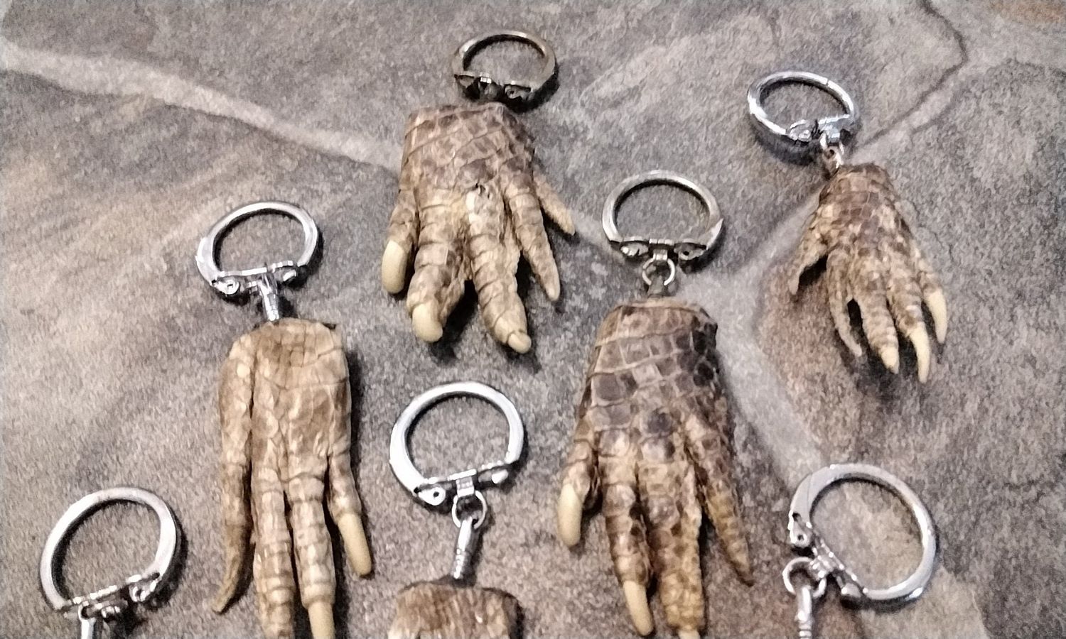 Alligator Foot Keychain For 1 From Fla USA