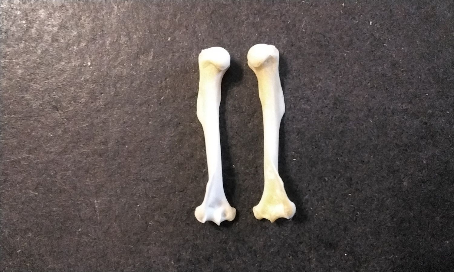 Chipmunk Front Leg Bone For 2 From Mn. USA