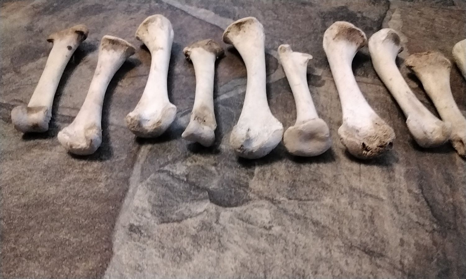 Alligator Finger Bone For 2 Natural Organic From Fla.
