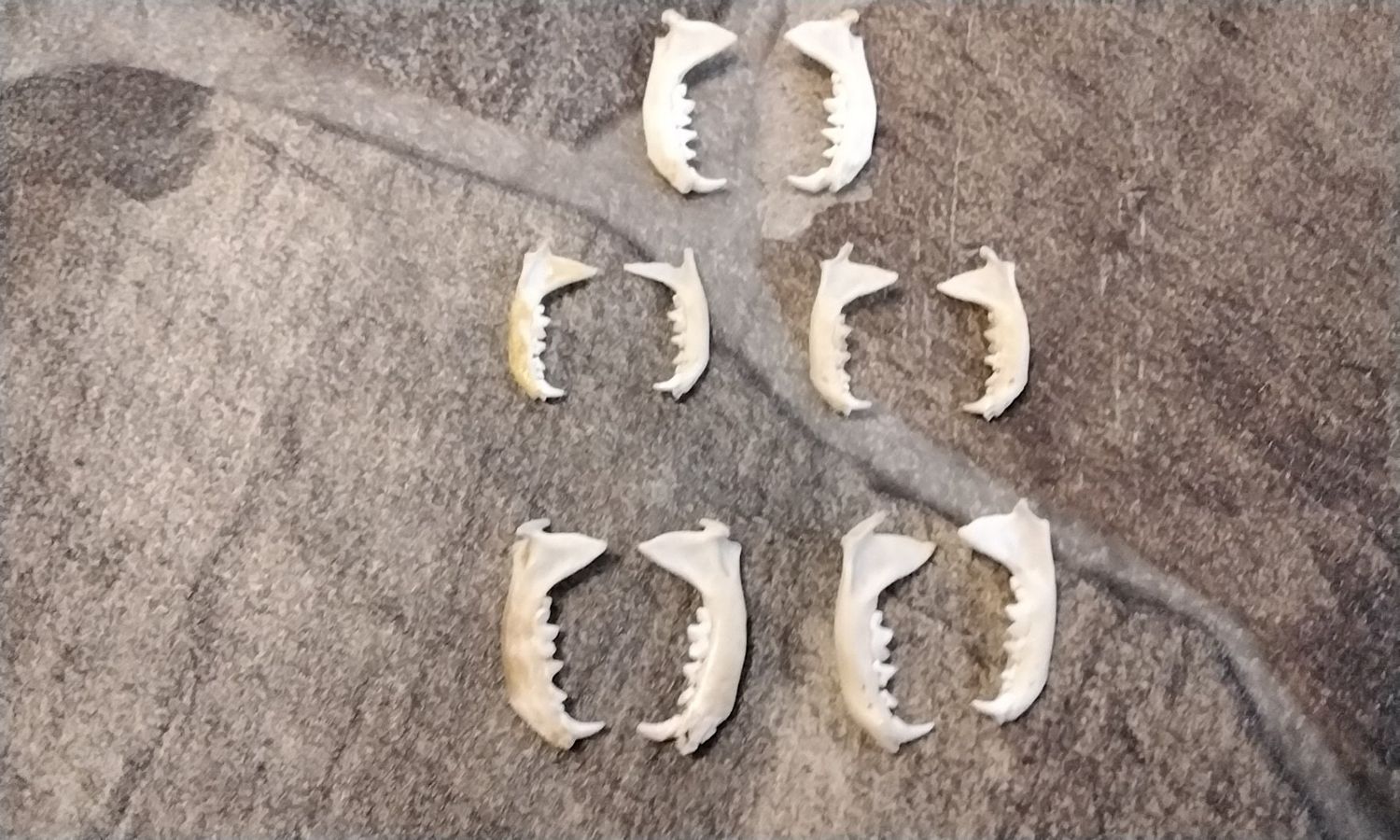 Ermine Jaw Bone For 1 Complete Pair Lot #1