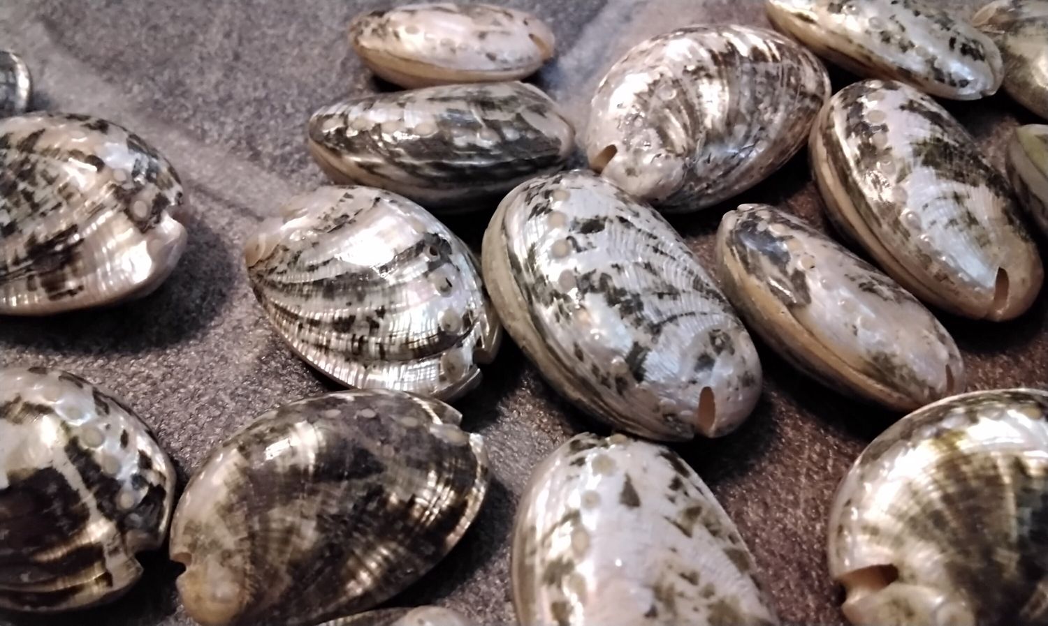 Abalone Whole Shell Drilled Beads/Pendent For 10