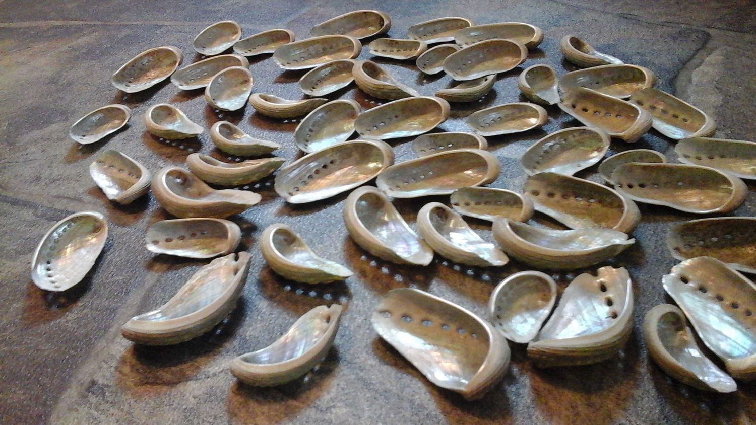 Abalone Shells for 12 baby abalone shells