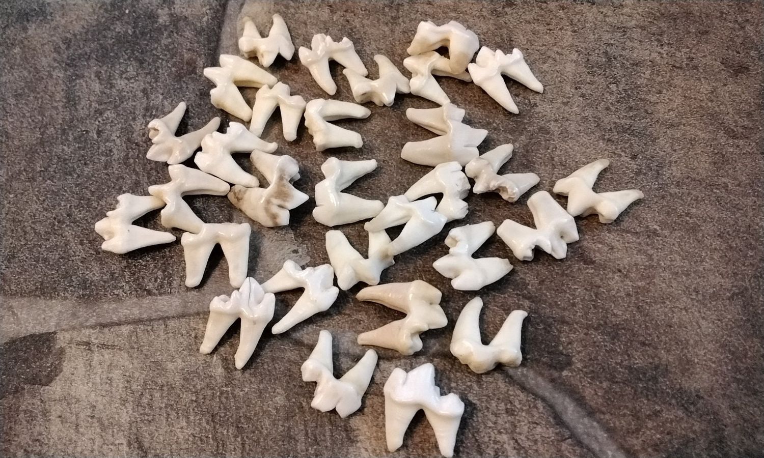 Coyote Side Molar Teeth  For 5 Jumbo Side Molar Teeth Lot#2R Jumbo