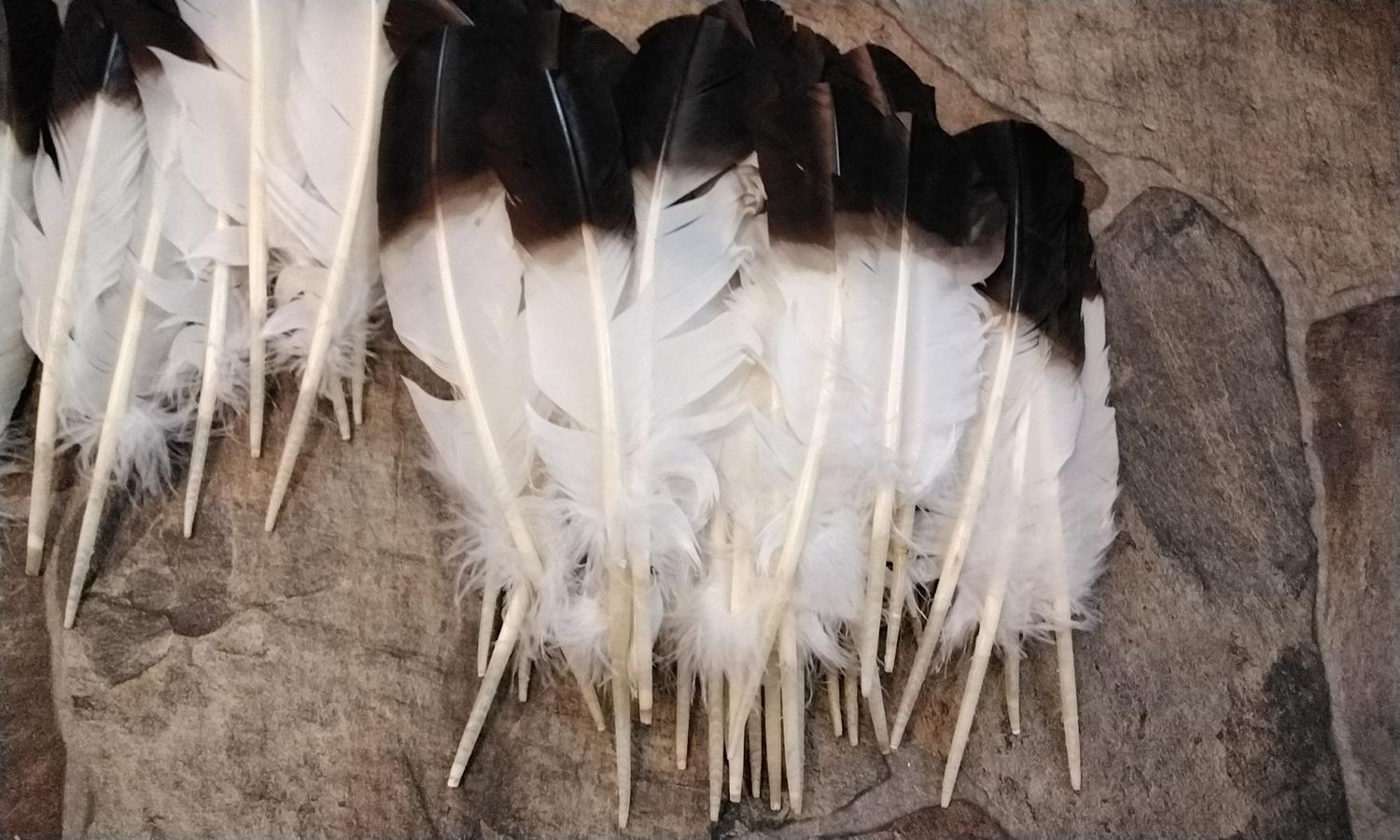Eagle Feathers Imitation For 6 White With Dark Brown Tips 9&quot; - 11&quot; long
