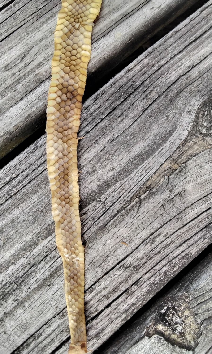Cobra Snakeskin For 1 Huge Tanned With Glycerin and Alcohol
