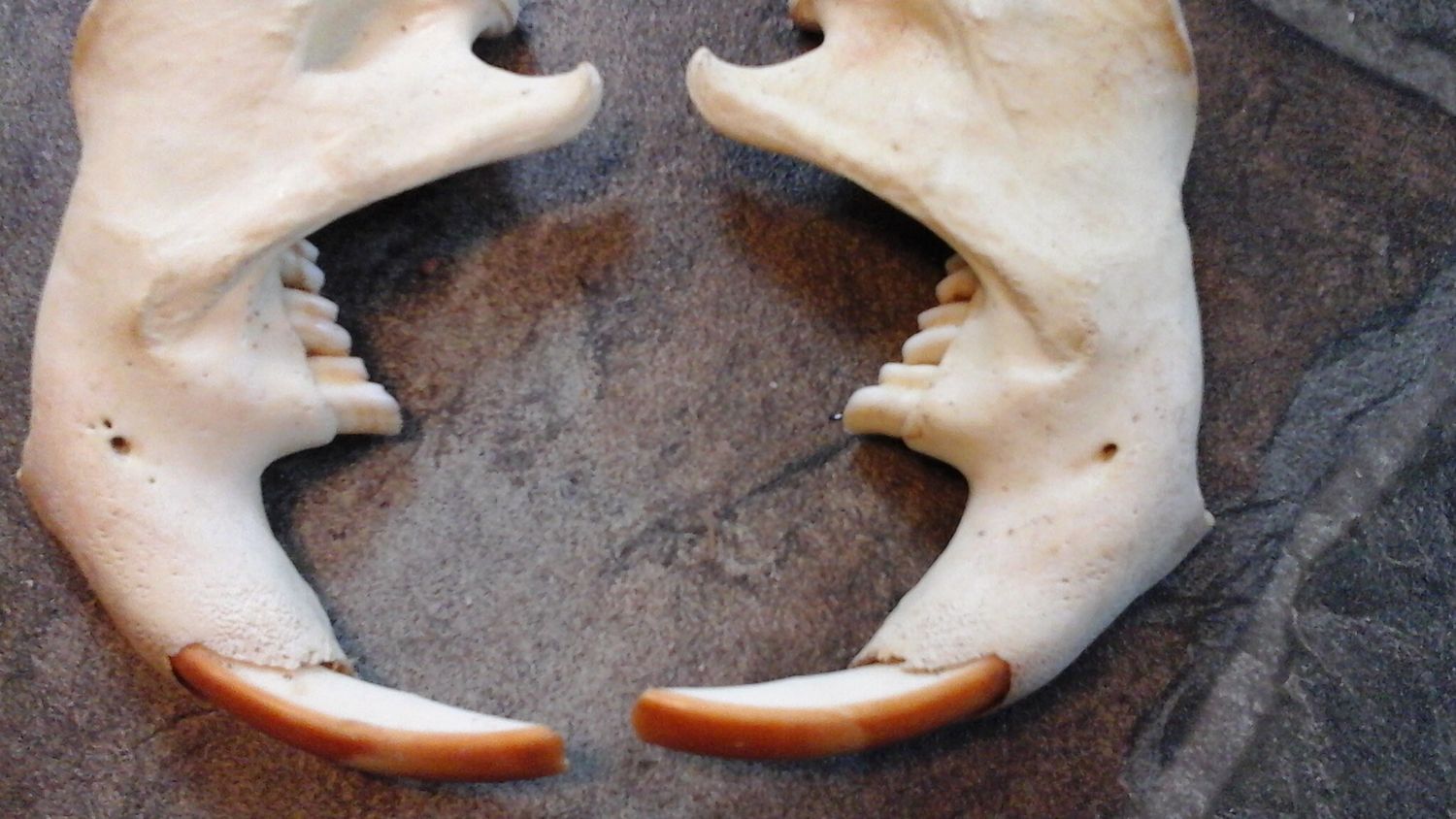 Beaver Jaw Bones 1 pr Jumbo