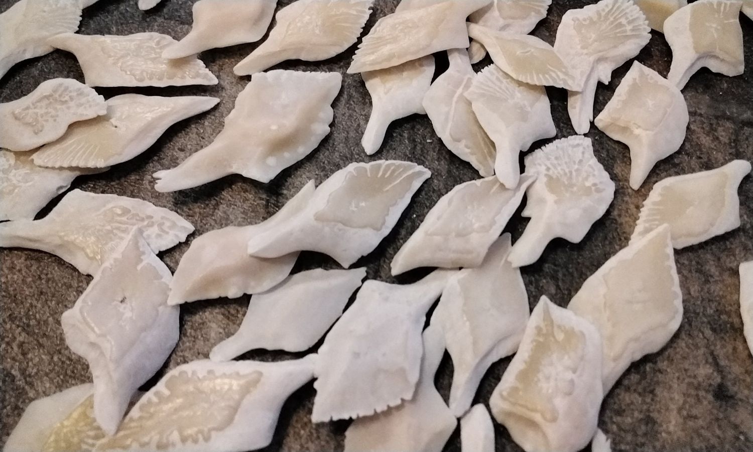 Alligator Gar Fish Scales For 12 XLG Size From USA 1 1/4&quot; - 1 3/8&quot; Size