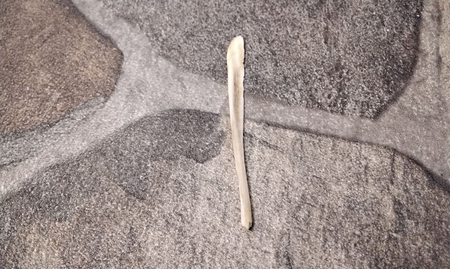 Fox Dick Toothpick Natural Formed From Mn. USA