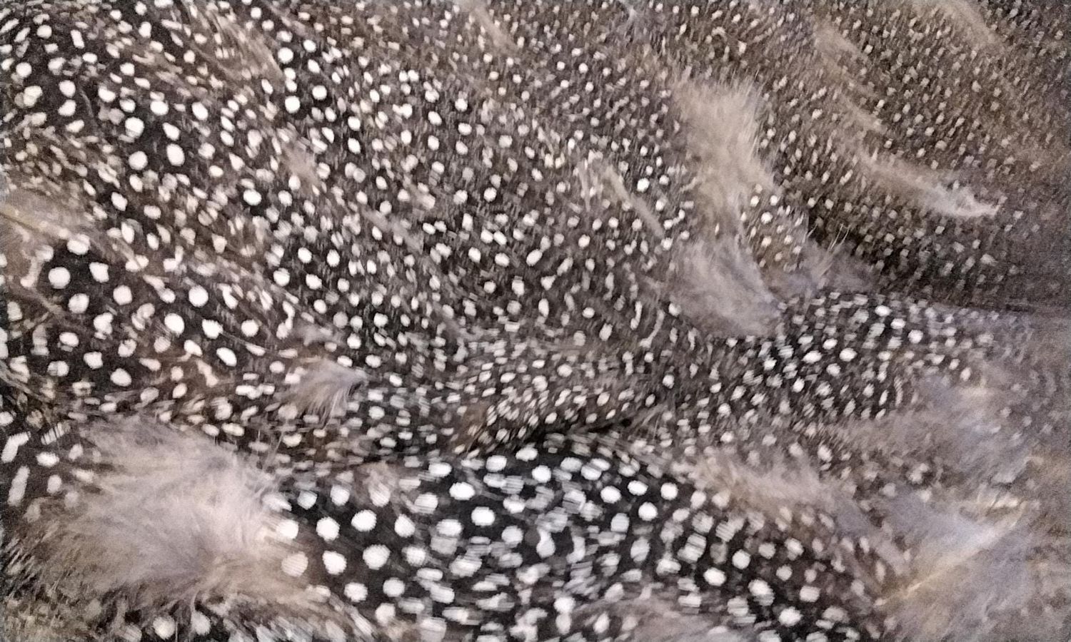 Guinea Hen Fowl Feather Pelt