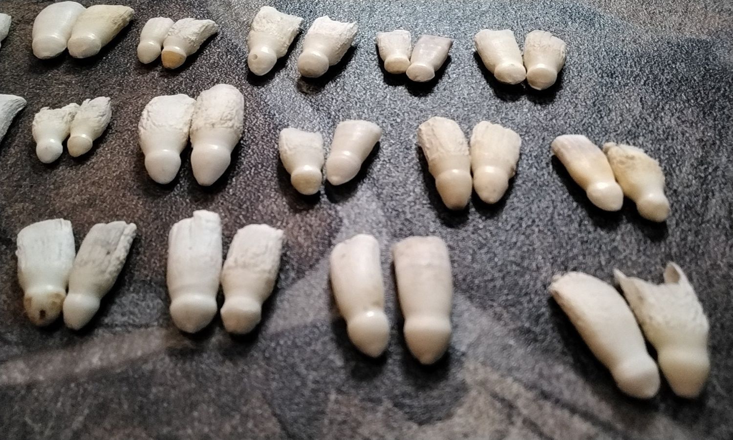 Alligator Tooth For 2 Sm/ExSm Size That Look Like Dick Heads 3/8&quot; - 1 1/8&quot; Long