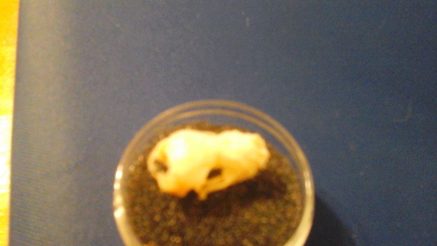 Bat Skull From USA