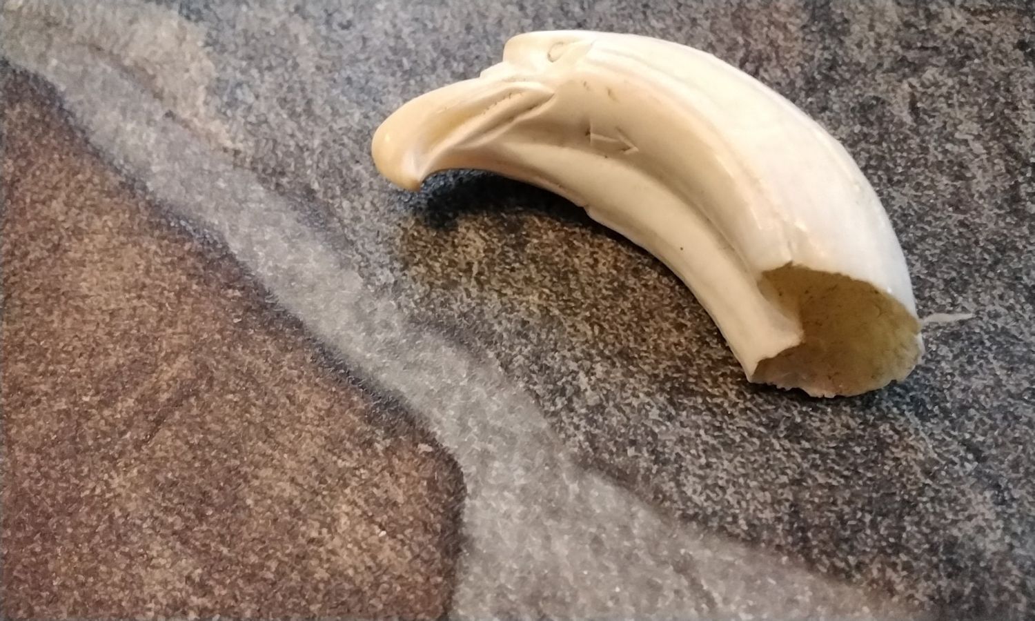Hog Tooth For 1 Lg Carved Into A Eagle Head 3&quot; x 3/4&quot;
