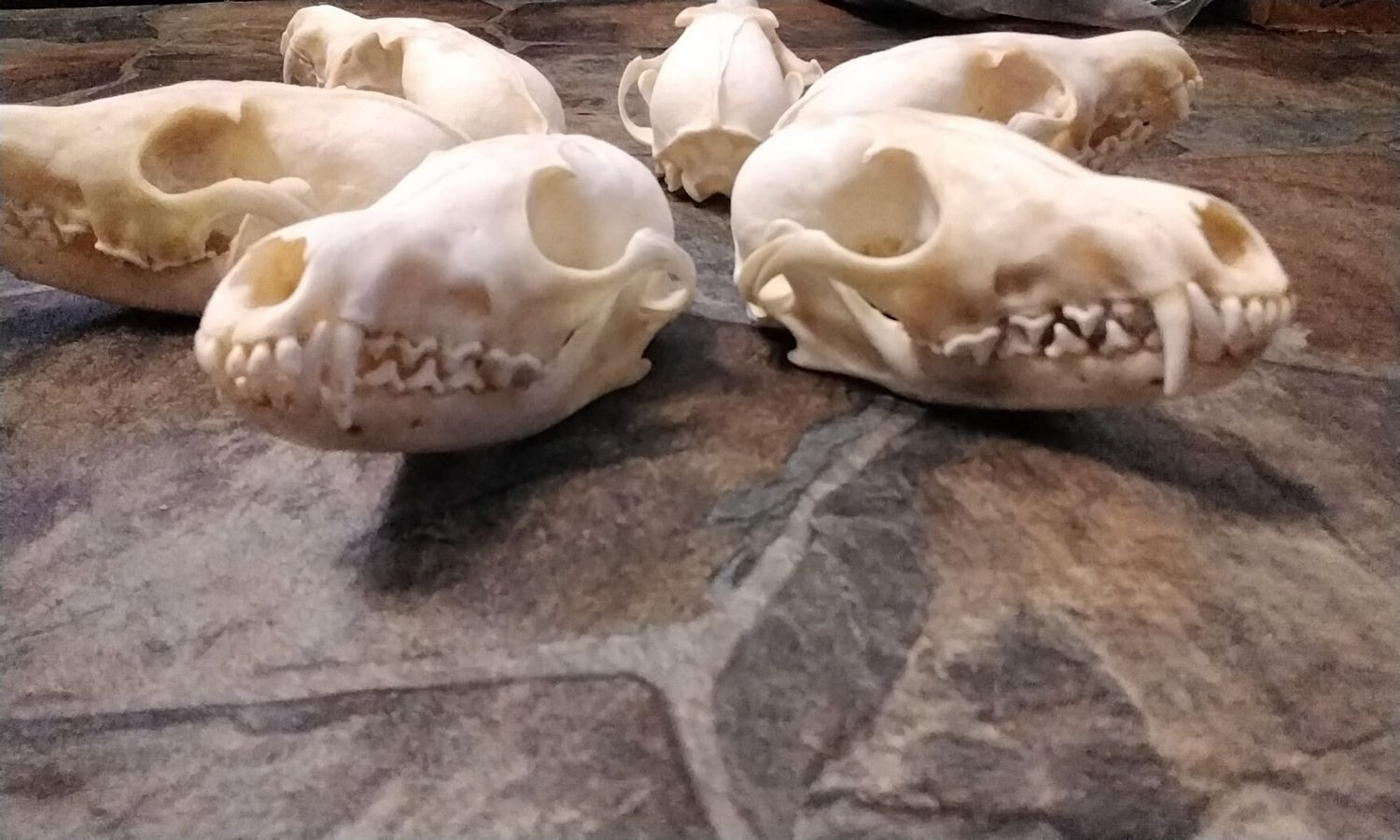 Fox Skull For 1 Complete Fox Skull From Mn. USA