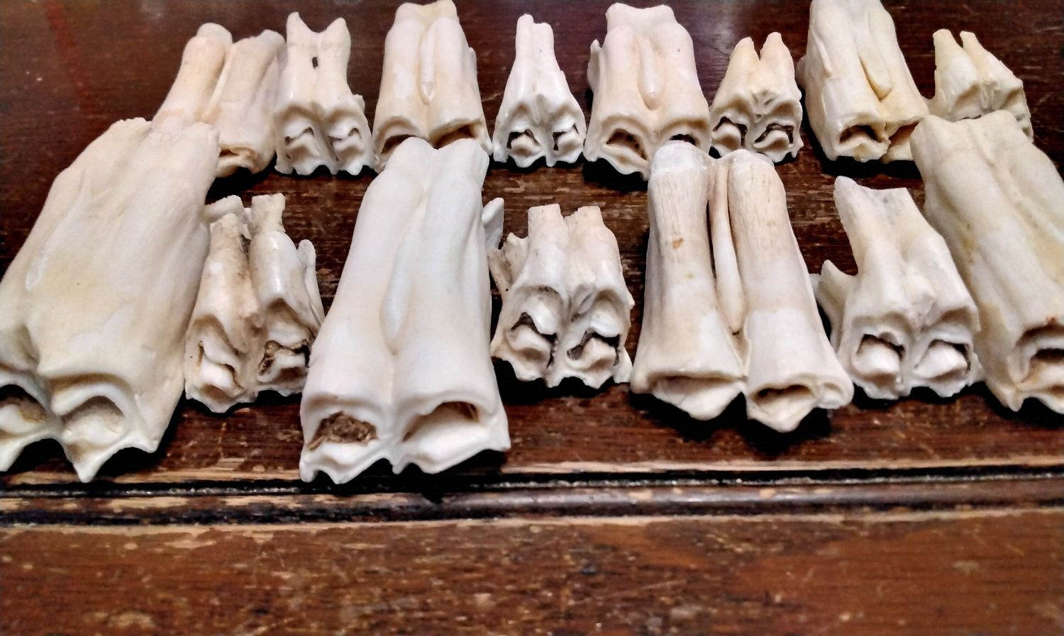 Bison Buffalo Molat Tooth For 2 You Get 1 Jumbo And 1 Lg Bison Molar Teeth From Mn. USA