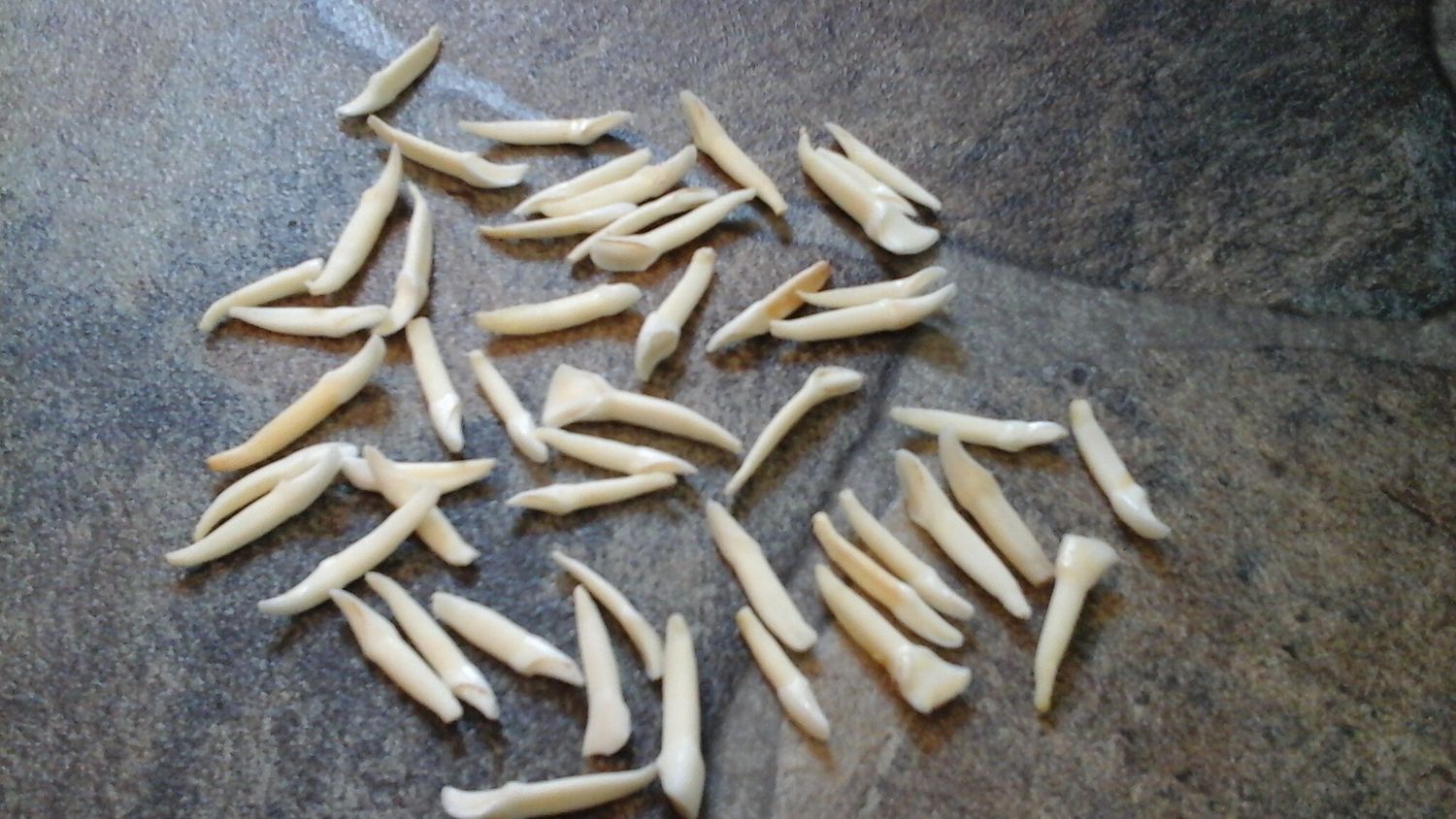 Deer Teeth for 15 front teeth