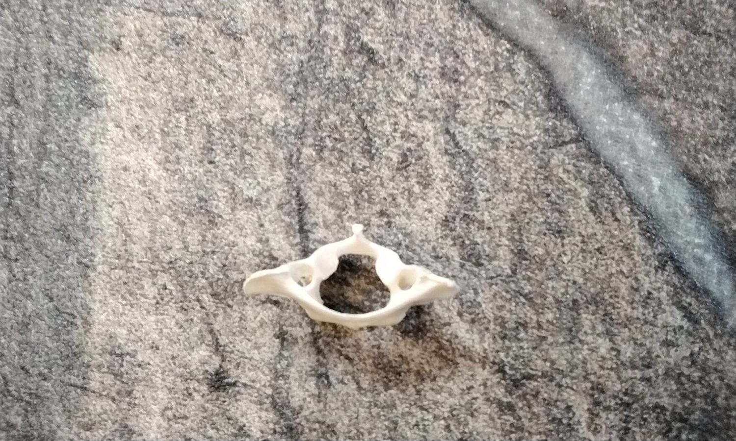 Ermine Neck Vertebrae Bone Atlas Bone Bowtie Bones For 1 From Mn. USA