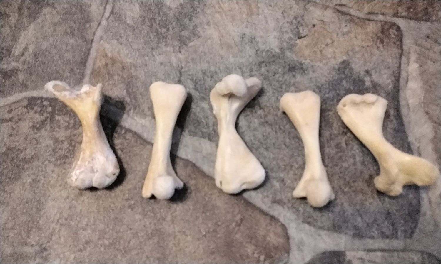 Turtle Leg Bone For 1 Natural Large Common Snapping Turtle Leg Femur Bone From Mn. USA