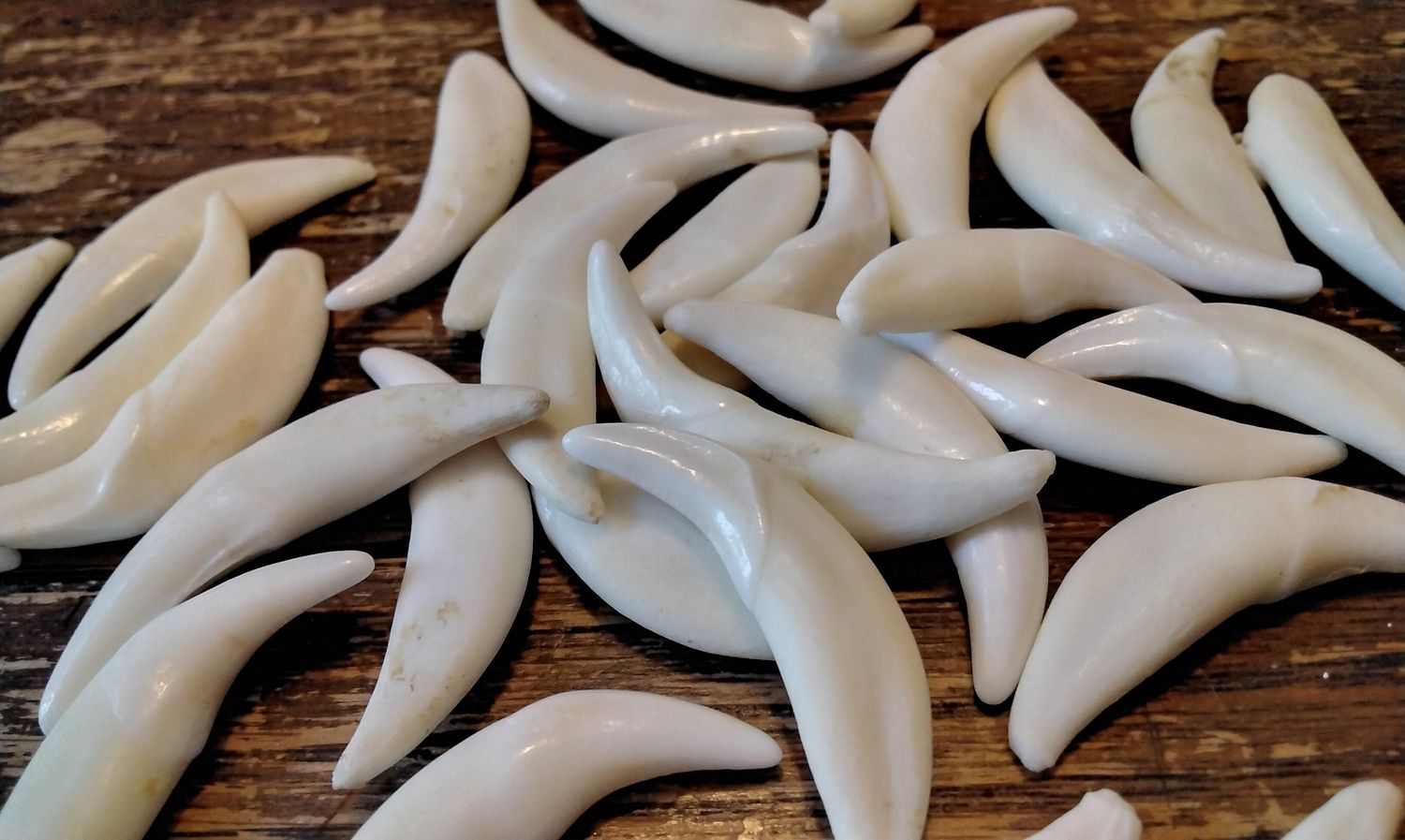 Fang Tooth For 2 Huge