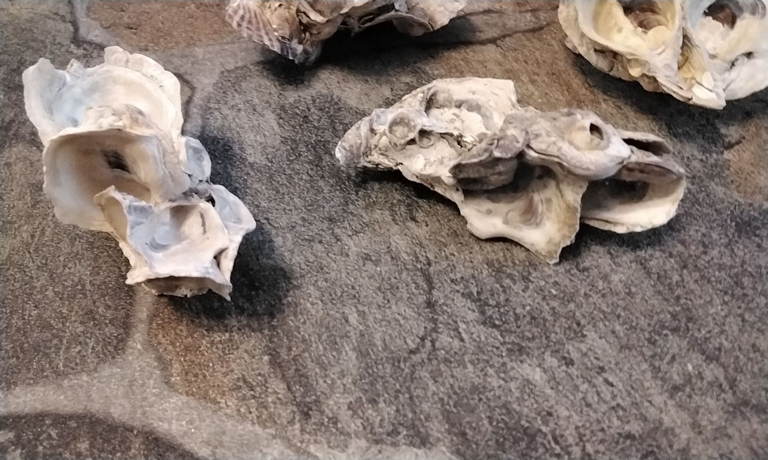 Oyster Shell Clusters For 1 Cluster Found On Fla. Beach USA