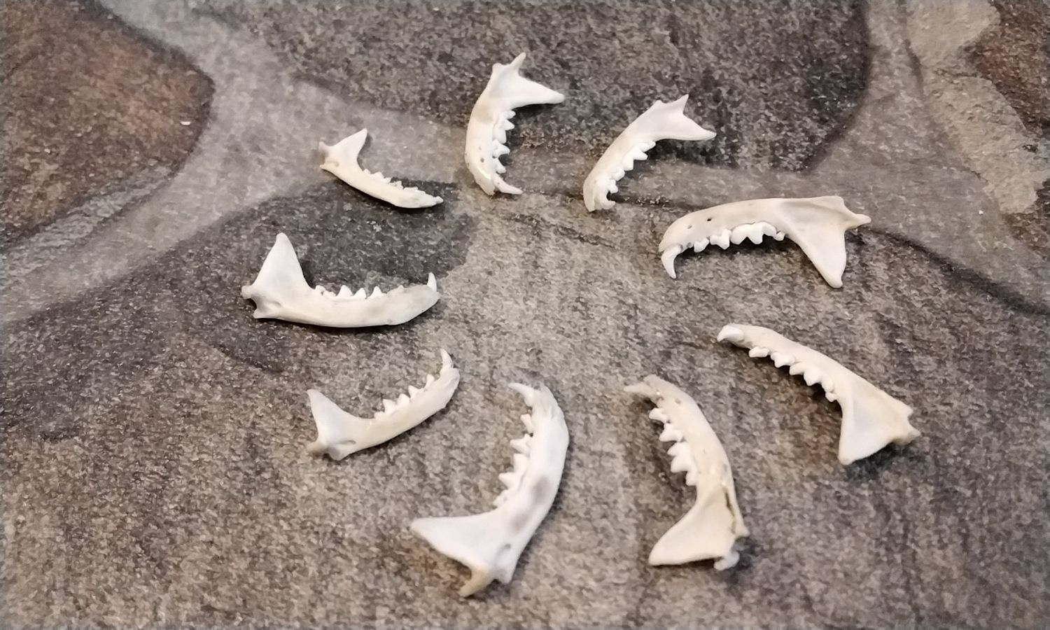 Ermine Jaw Bone For 1 Complete Lot#1 For 1
