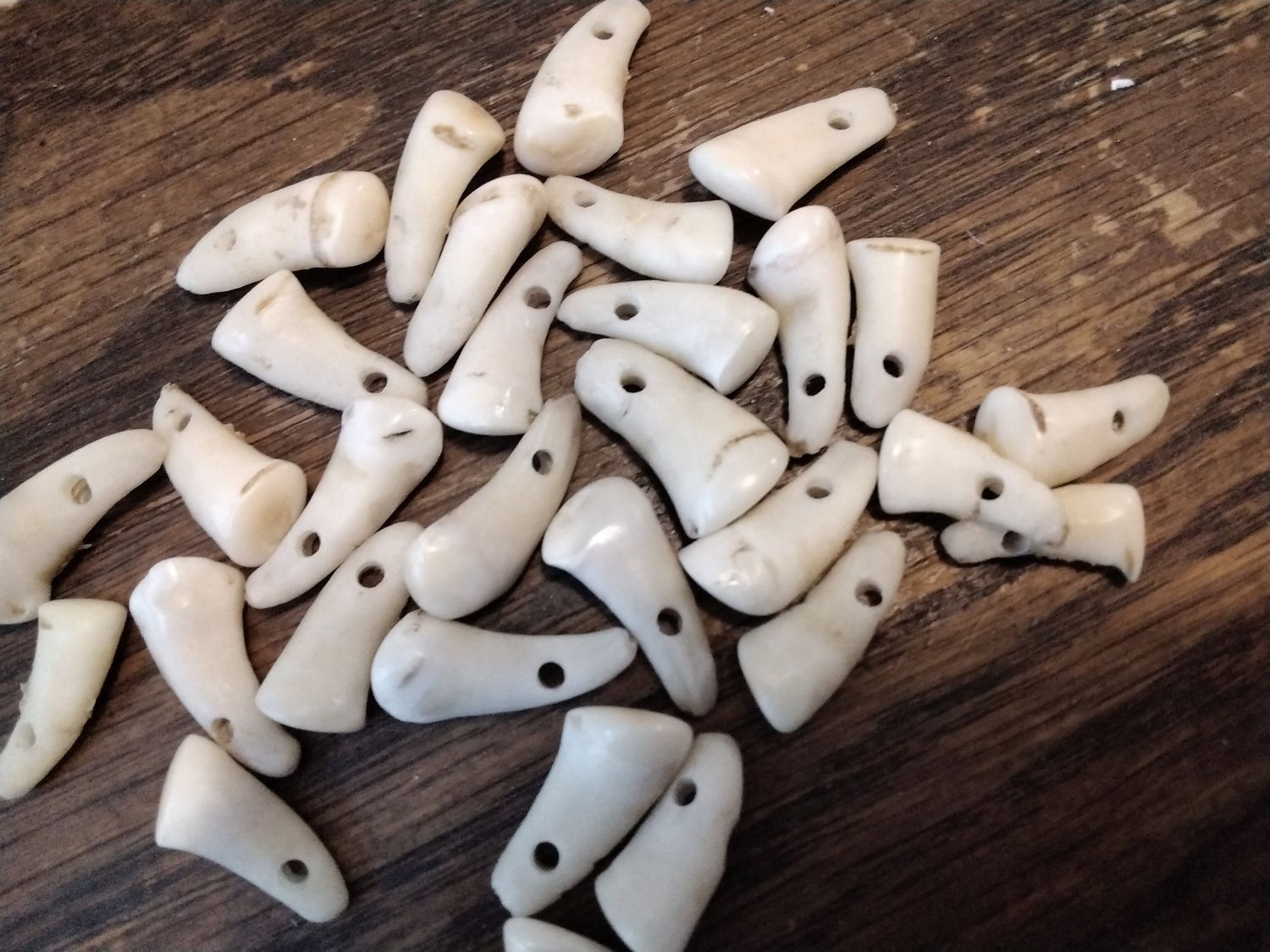 Deer Tooth For 2 Drilled Red Deer Tooth Lot# Drilled