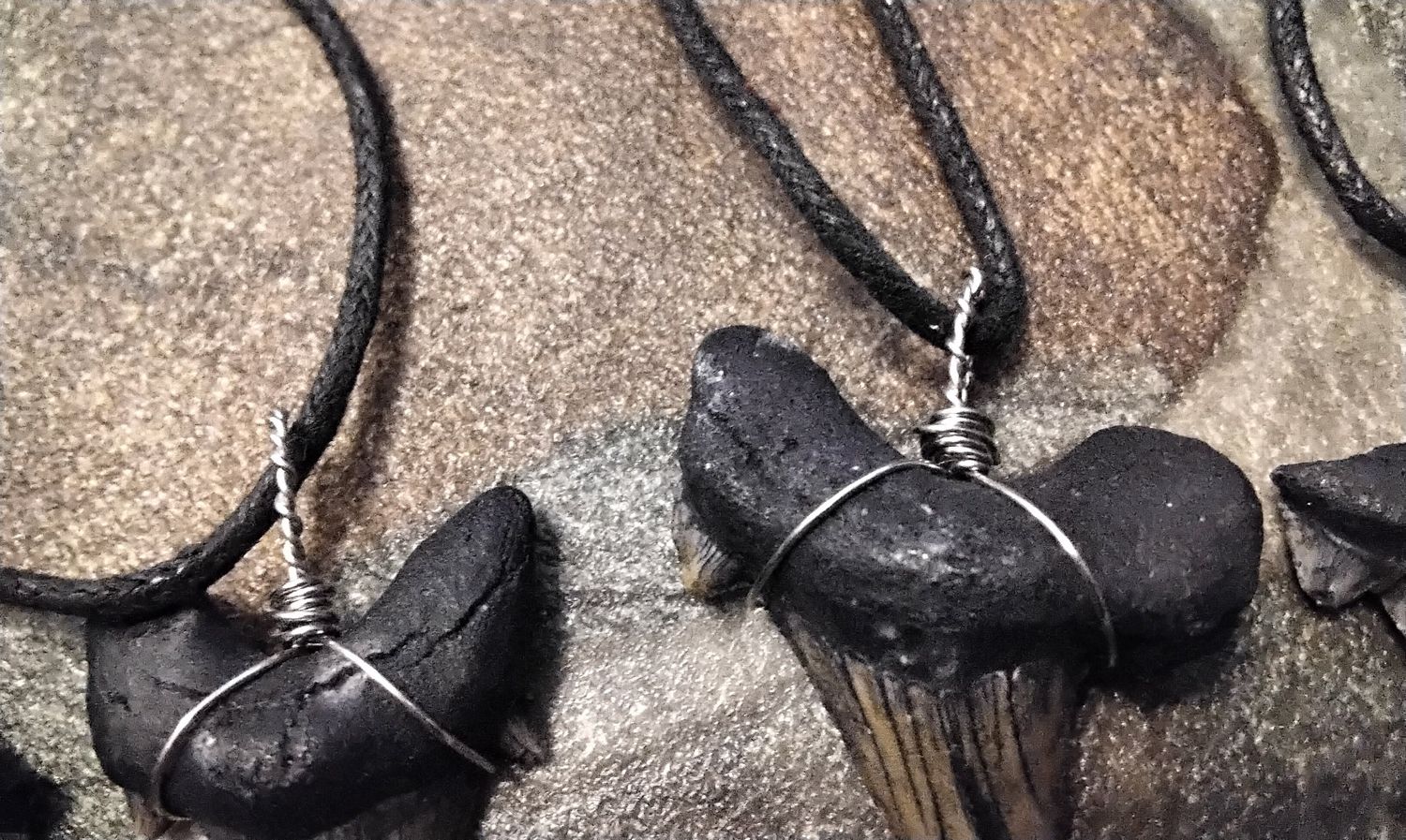 Shark Tooth Necklace Fossilized For 1 From USA Fla. Black/Grey Color