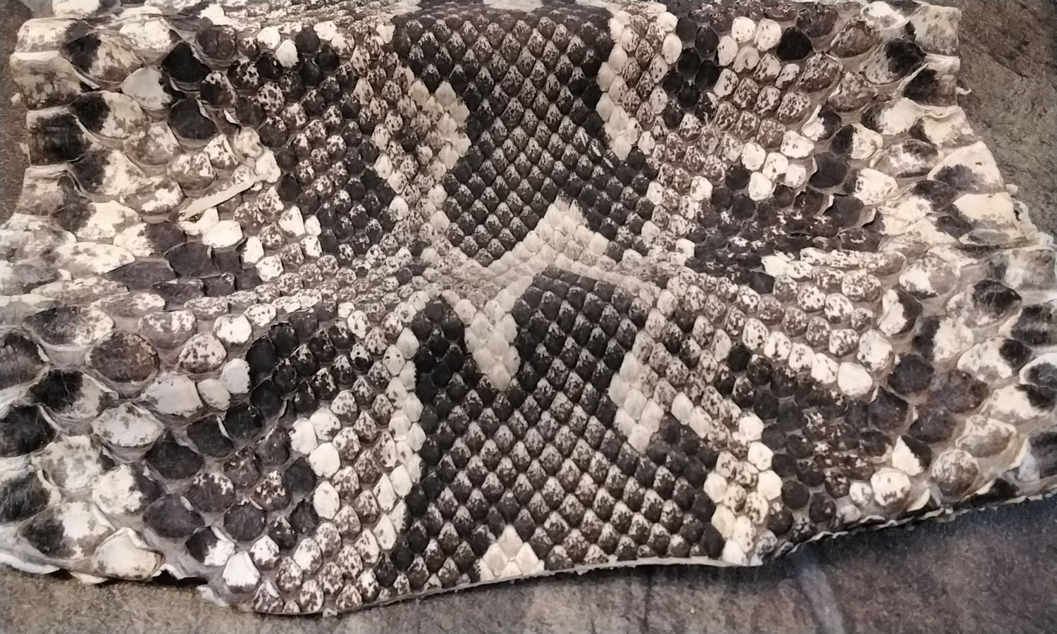 Python Snakeskin Piece Natural 11&quot; x 10&quot;