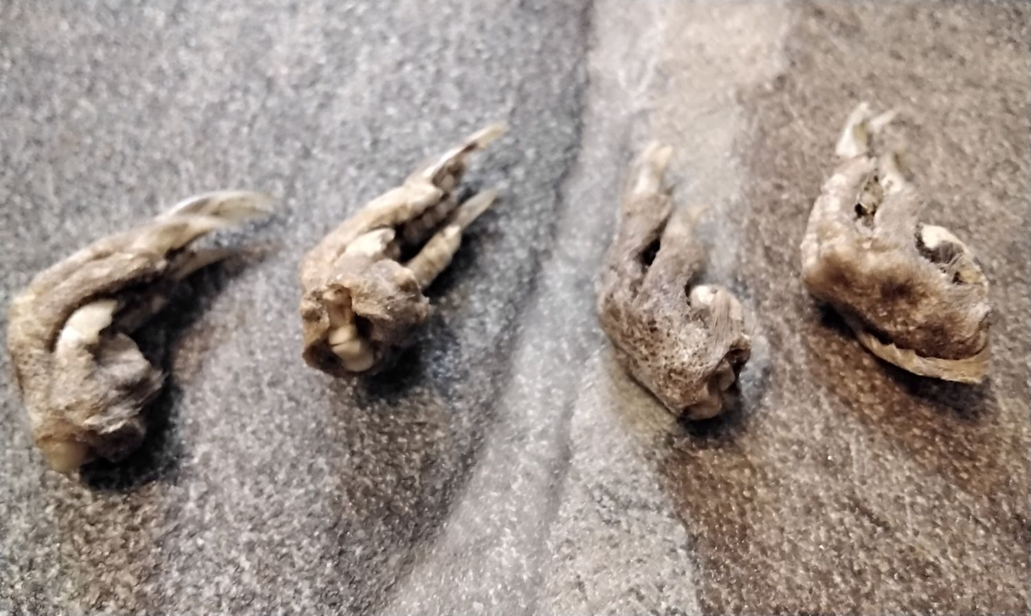 Muskrat Foot With Claws For 2 From Mn. USA