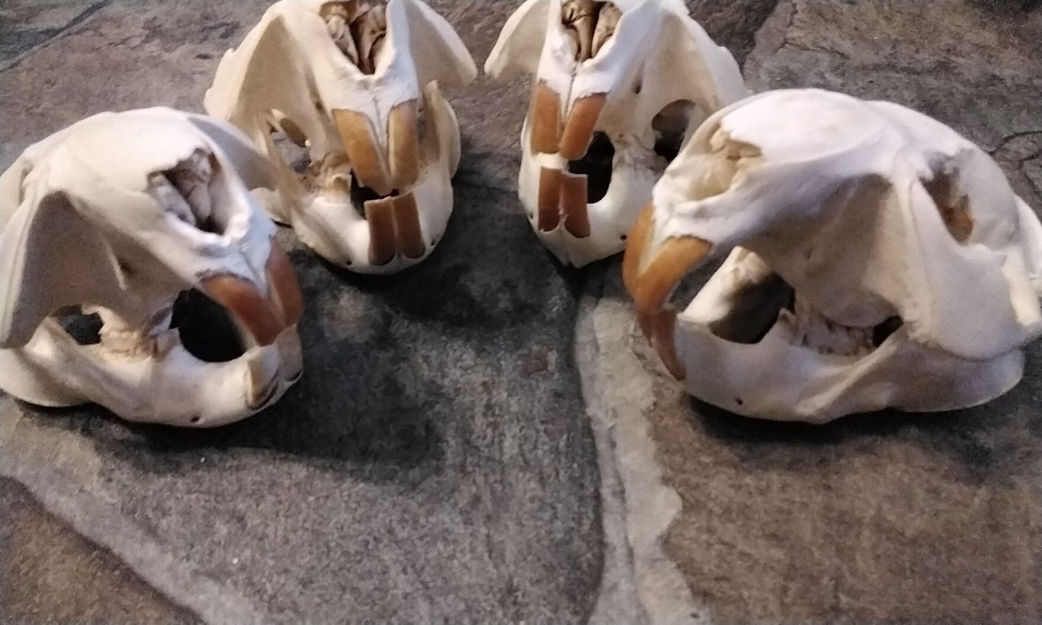 Beaver Skull For 1 Jumbo Complete Beaver Skull From Mn. USA Lot# Jumbo