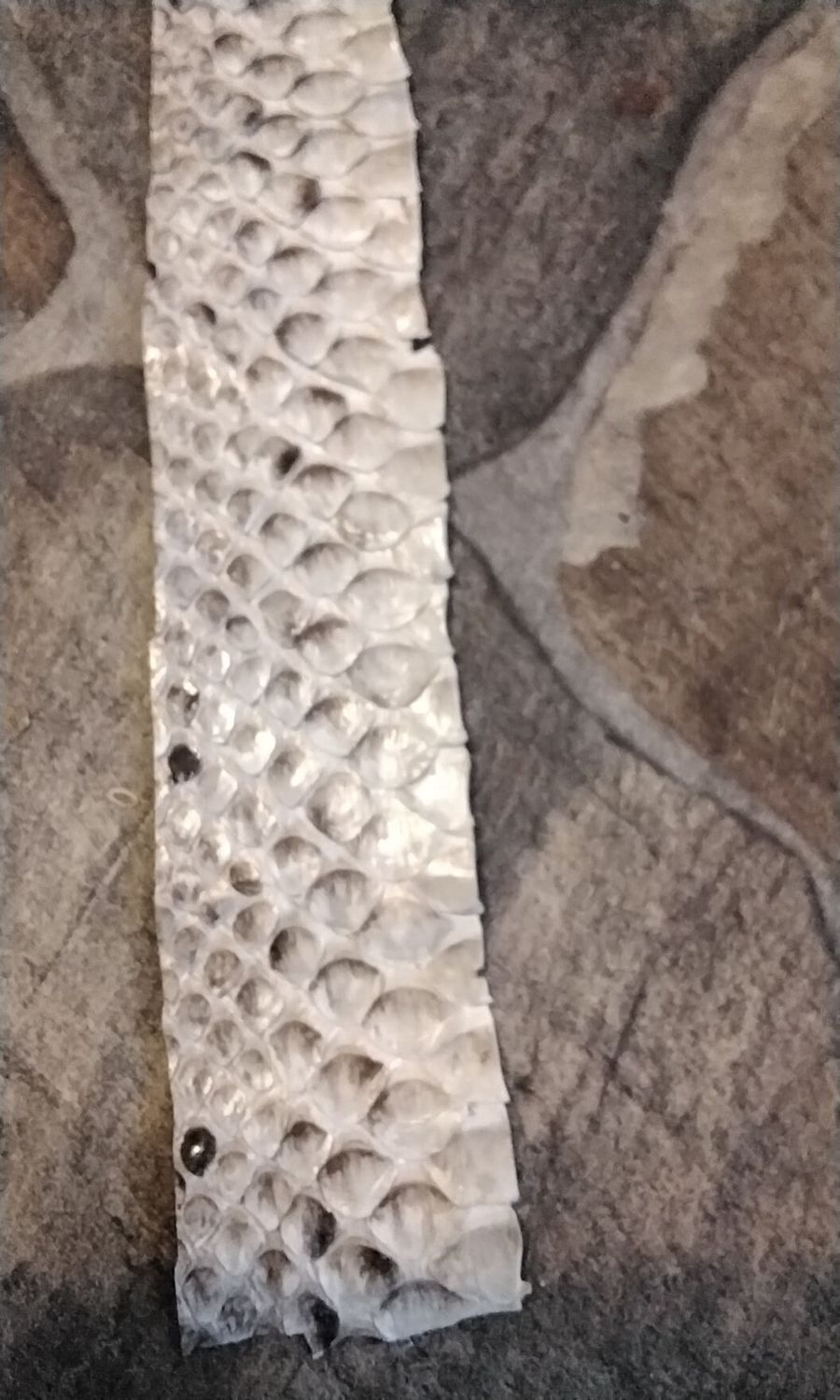 Python Snakeskin Piece Natural Lot # 3 (18 1/2&quot; x 3 3/8&quot;