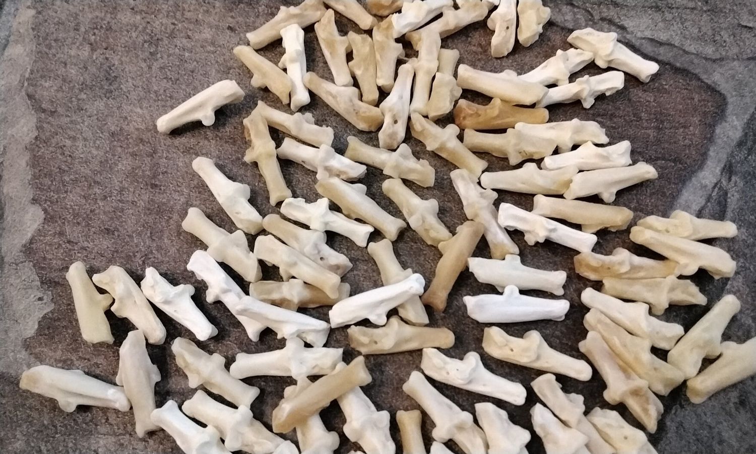 Jack Rabbit Heel Bone For 3 Hare Calcuneal Back Leg Heel Bone From S.D. USA