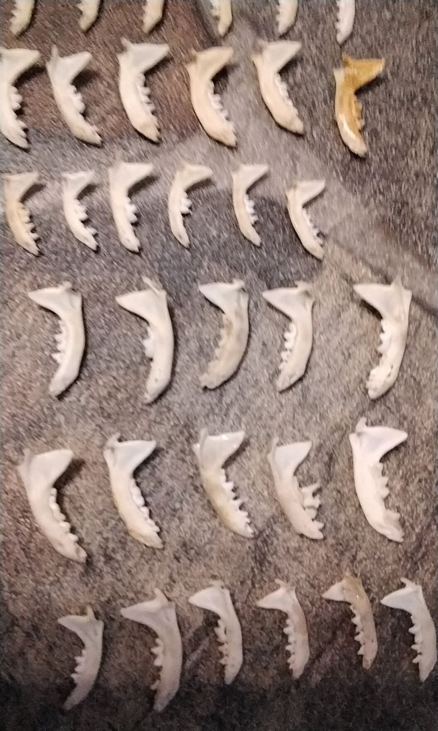 Ermine Jaw Bone For 1 Lot# 1B