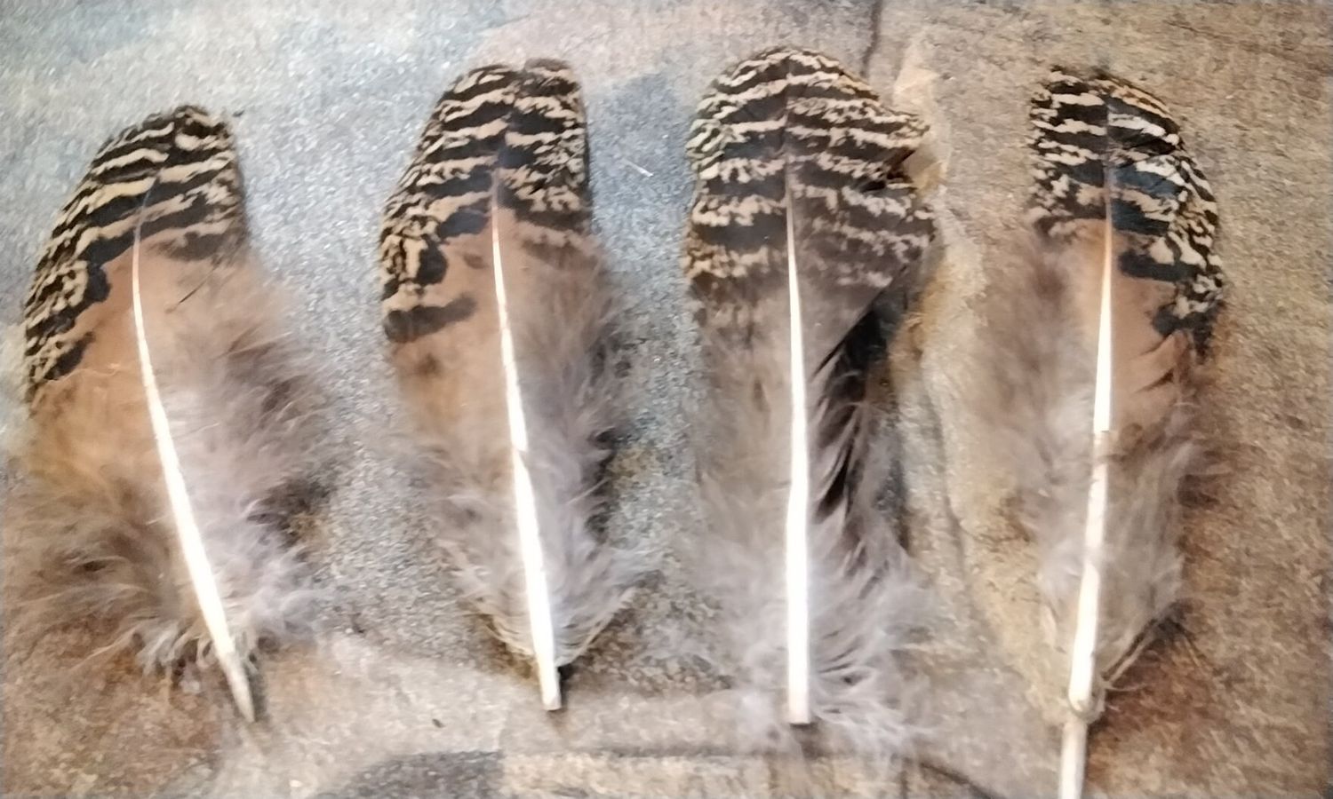 Peacock Mottled Female Wing Feathers For 4 Farm Raised From Mn. Lot #Spotted 5&quot; Dark