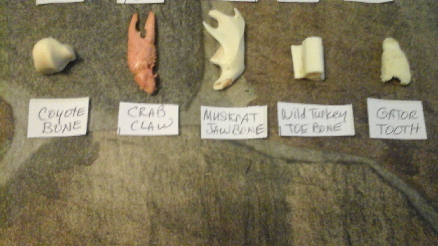 Osteomancy Bone Set &amp;gt; {Throwing Dem Bones And Reading Bones}From USA